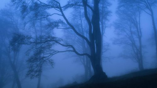 Moonlight Blue - Foggy Pines