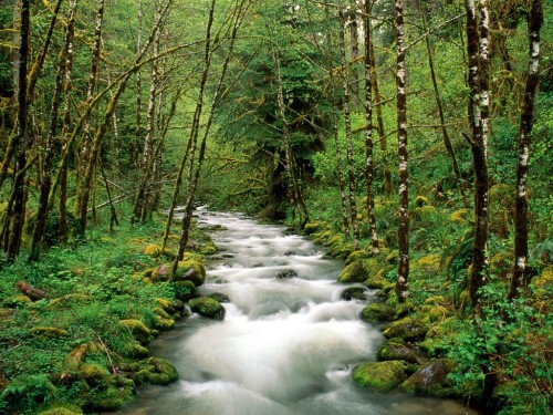 Nature-Forest-River-Wallpaper[1]